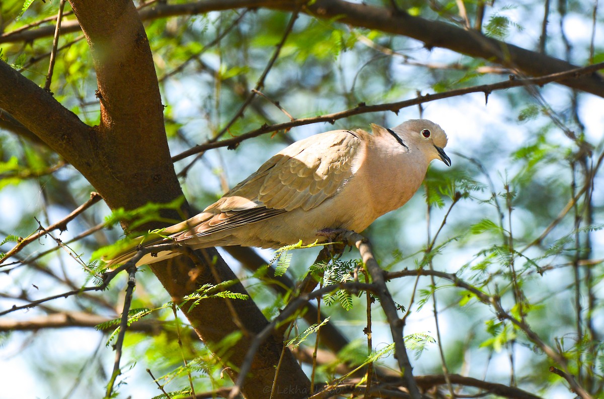Eurasian Collared-Dove - lekha Jacob