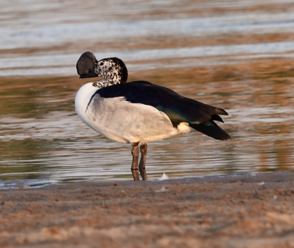 Knob-billed Duck - Howard Laidlaw