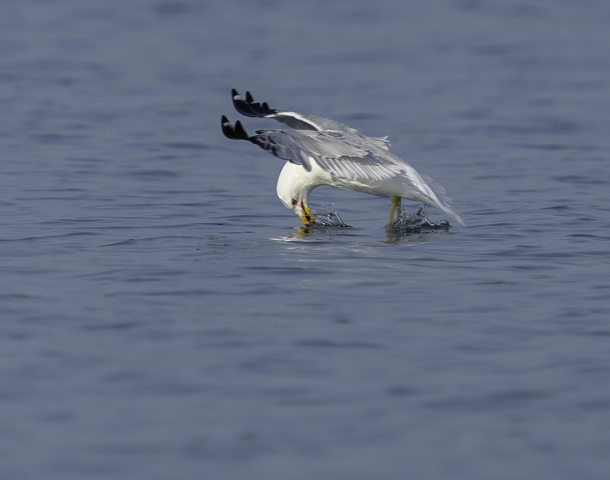 Ring-billed Gull - ML586918791