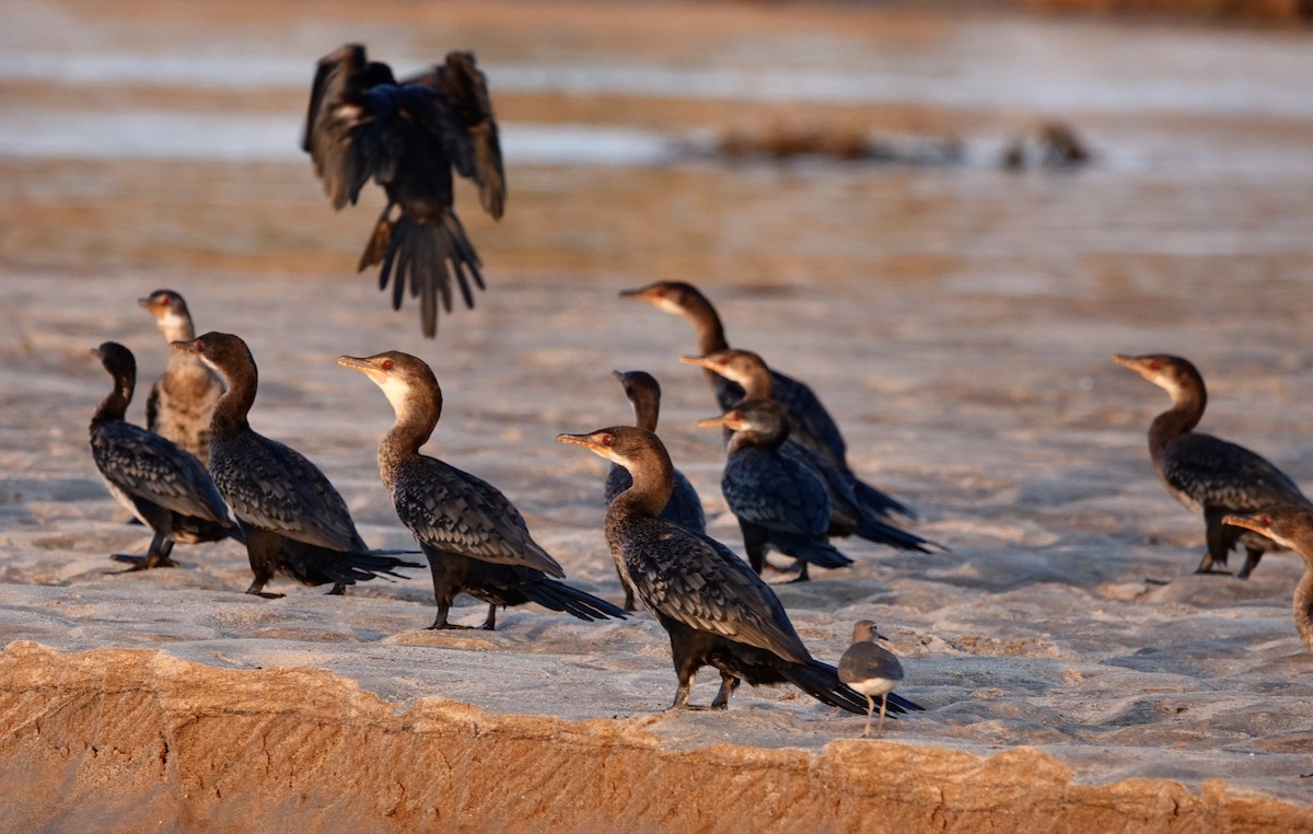 Long-tailed Cormorant - Howard Laidlaw