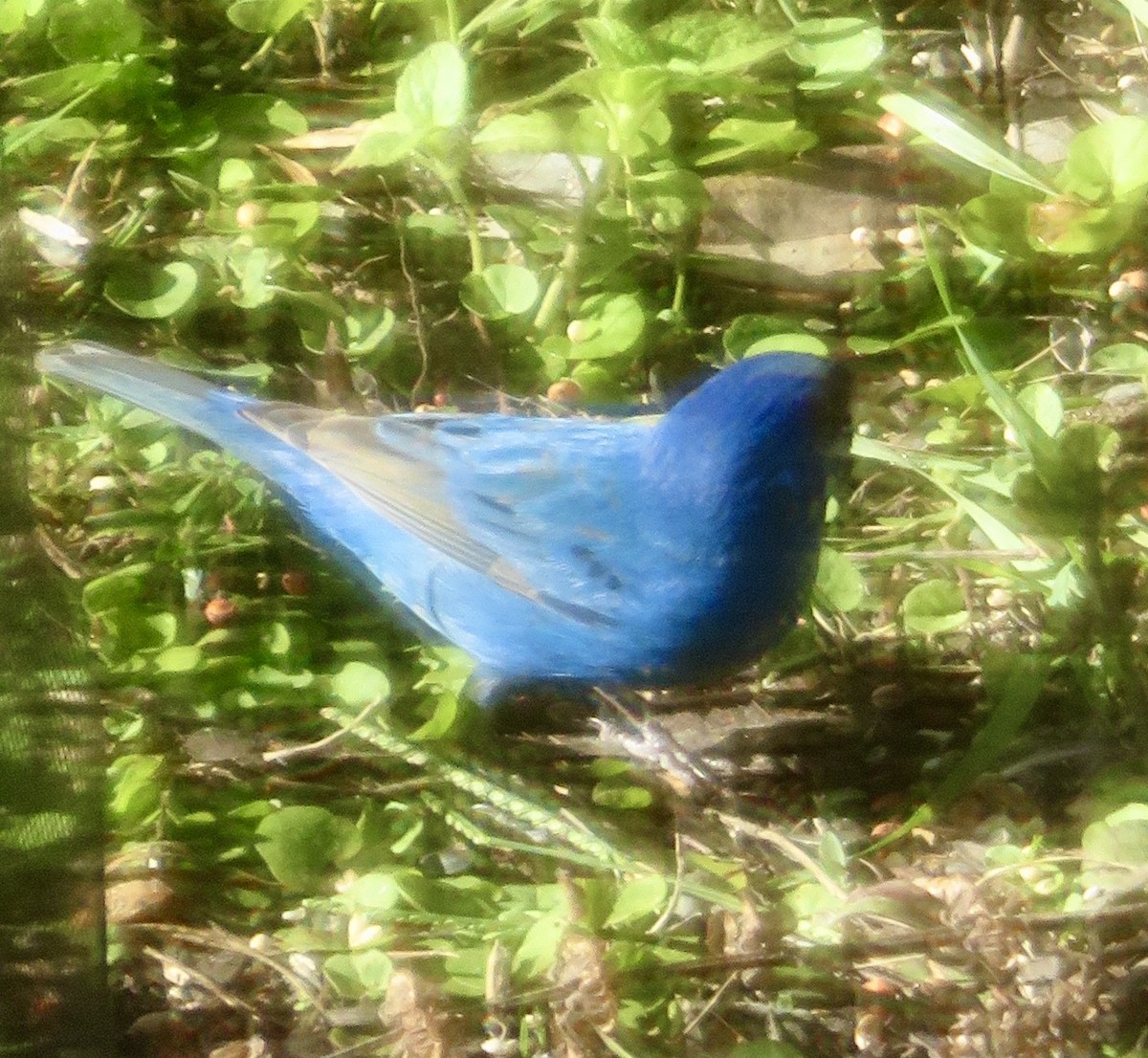 Indigo Bunting - ML586919491