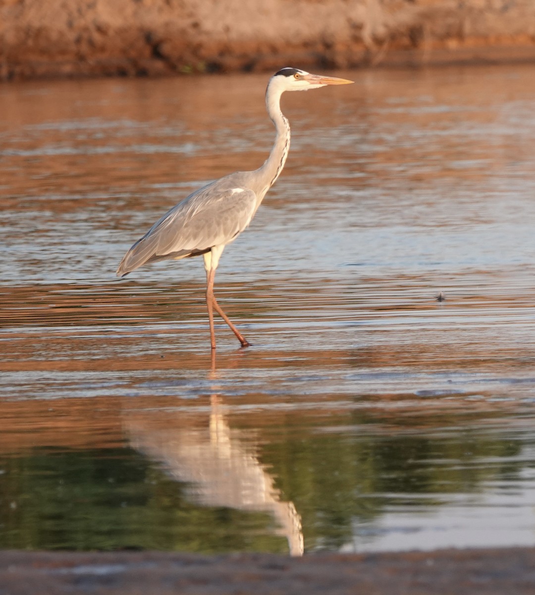 volavka popelavá (ssp. cinerea/jouyi) - ML586919571