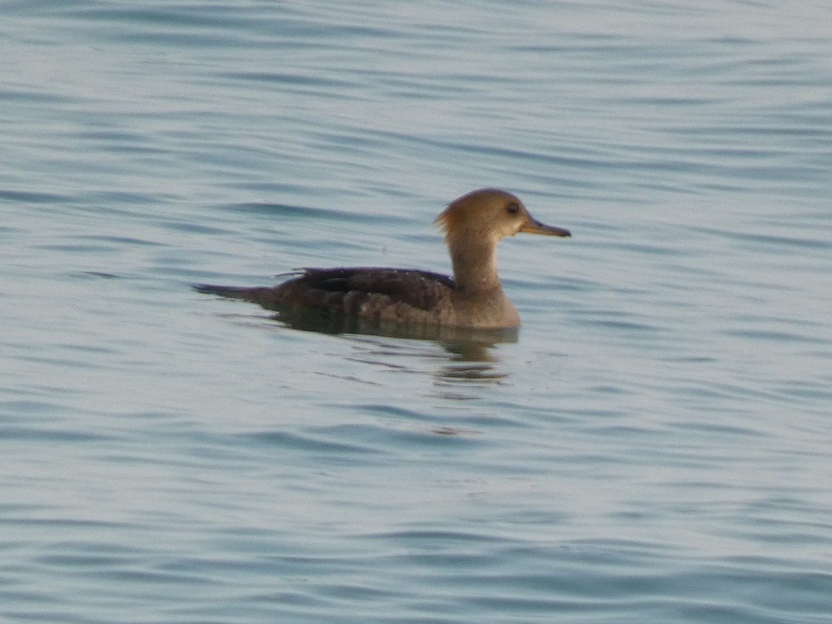 Hooded Merganser - ML586919581