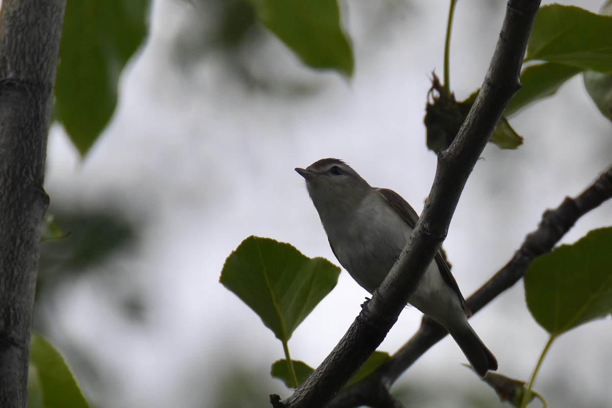 Warbling Vireo - ML586919851