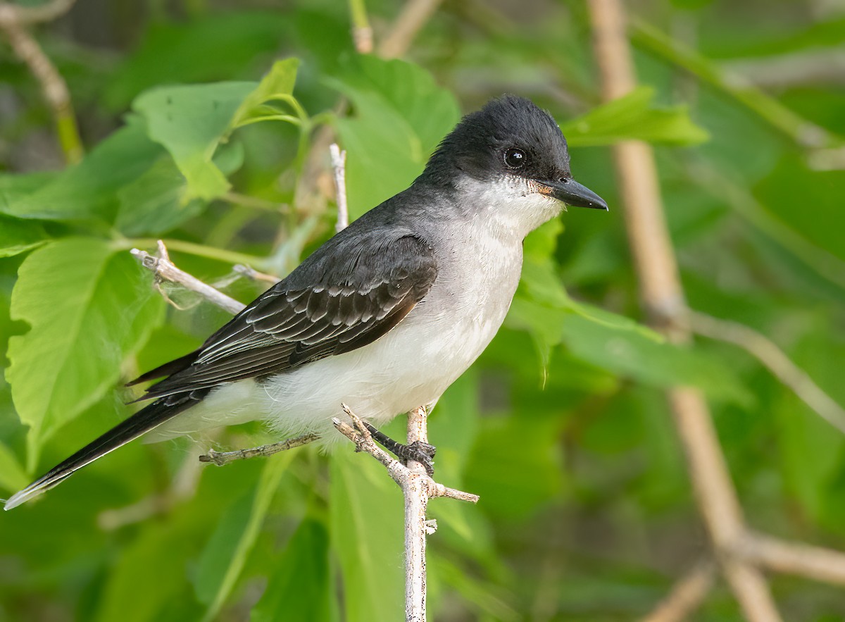 Eastern Kingbird - ML586921011