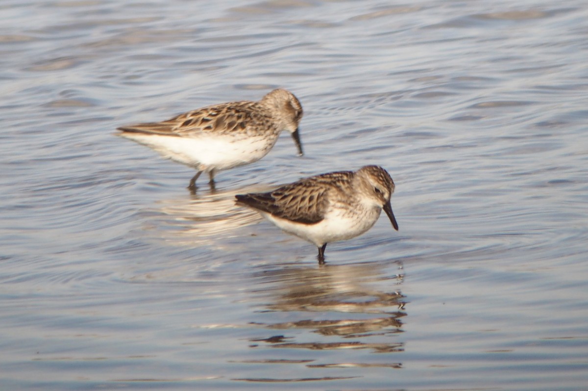 Semipalmated Sandpiper - ML58692141