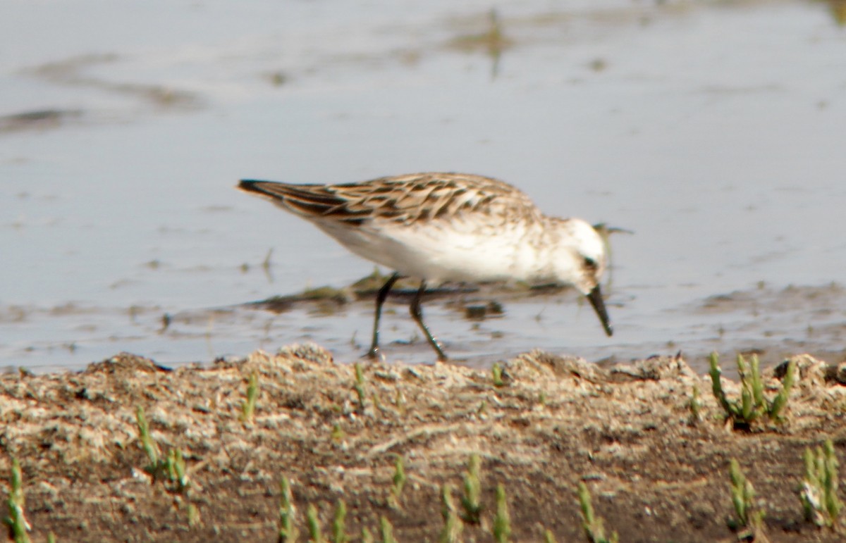 Semipalmated Sandpiper - ML58692241