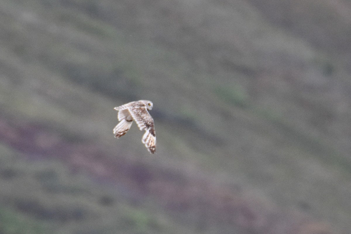 Short-eared Owl - ML586922761