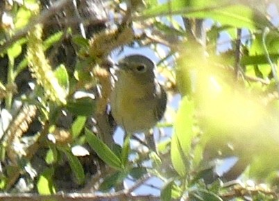 Virginia's Warbler - ML586924081