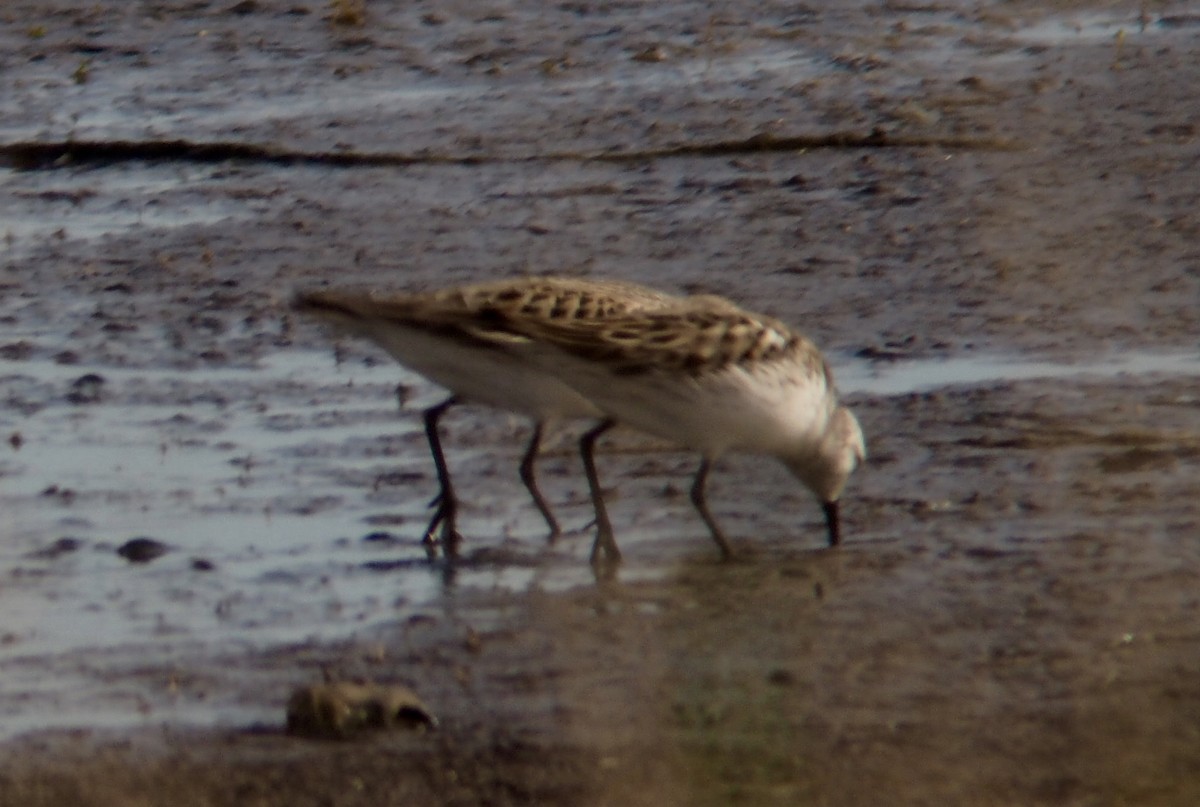 Semipalmated Sandpiper - ML58692511