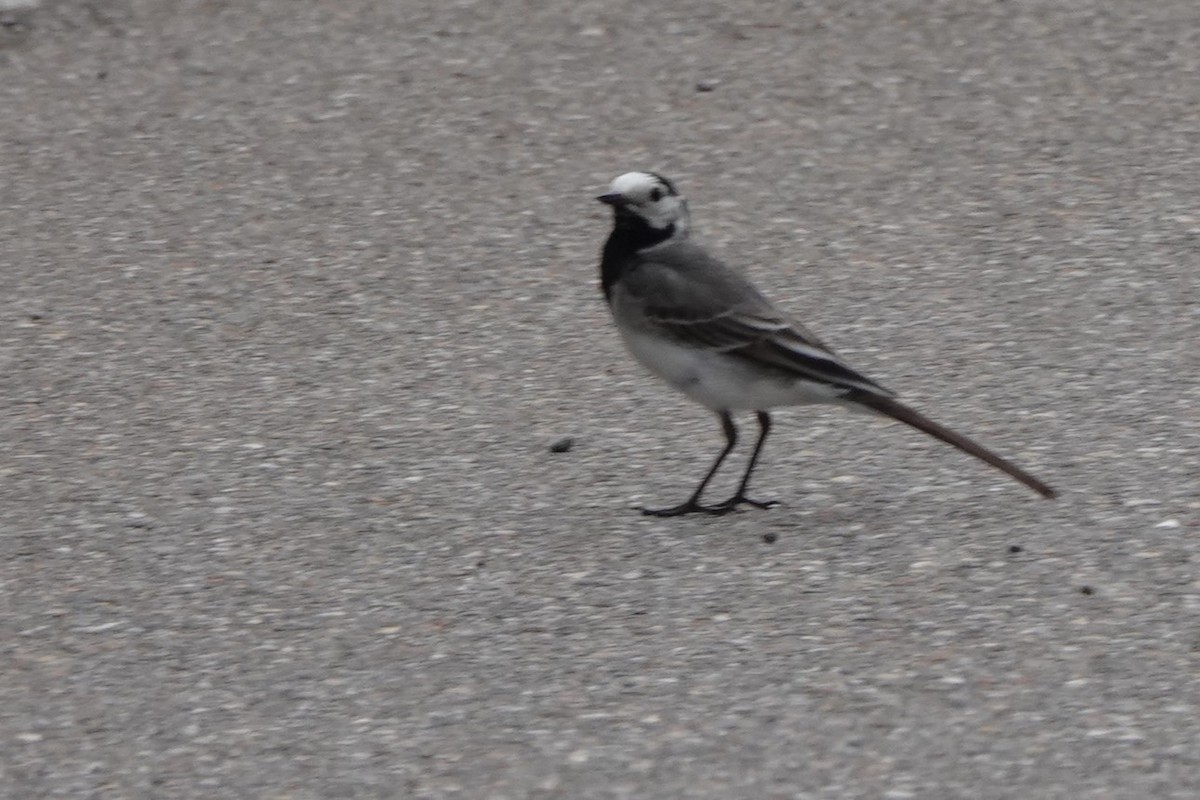 White Wagtail - ML586926921