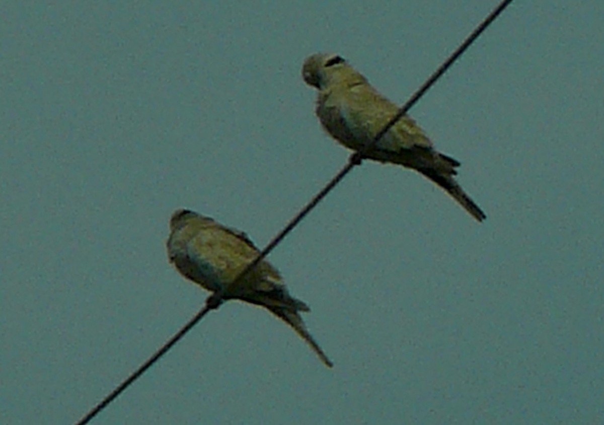 Eurasian Collared-Dove - ML586927221