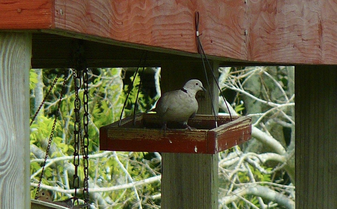 Eurasian Collared-Dove - ML586927231