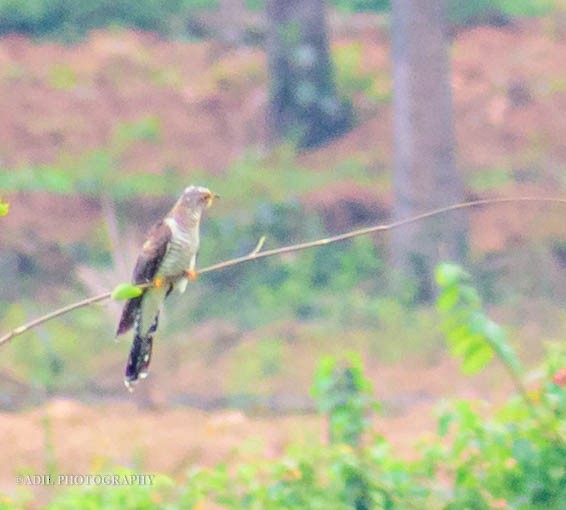 Common Cuckoo - ML586927871