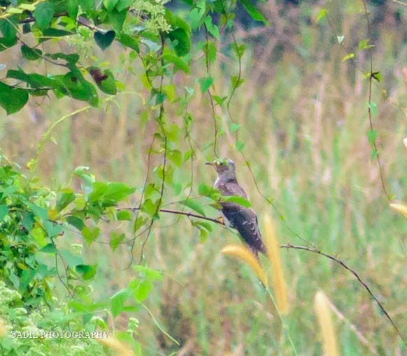 Common Cuckoo - ML586928121