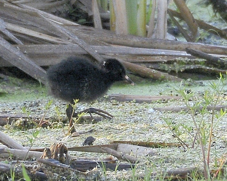 Virginia Rail - ML586929501