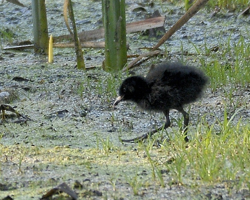 Virginia Rail - ML586929771