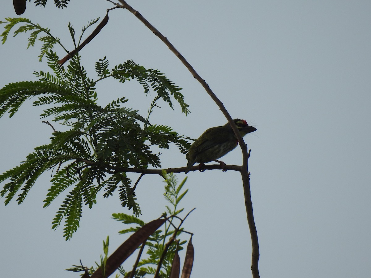 Coppersmith Barbet - ML586930011