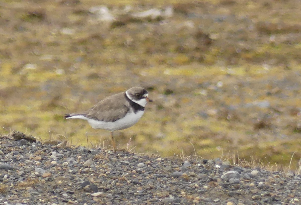 Semipalmated Plover - ML586930451