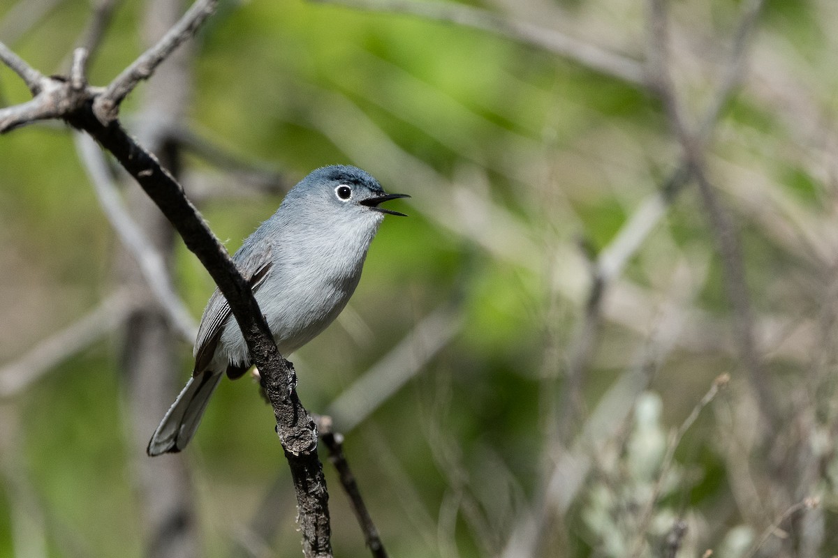 Blue-gray Gnatcatcher (obscura Group) - Jonathan Irons