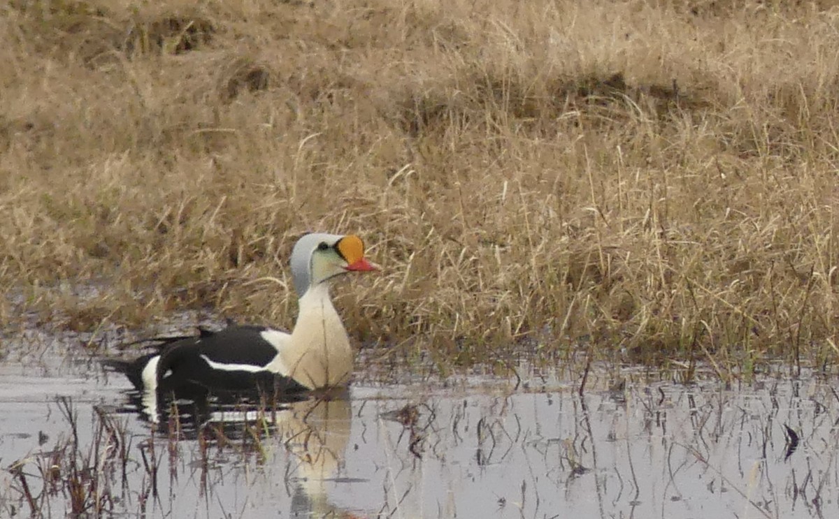 King Eider - ML586931391