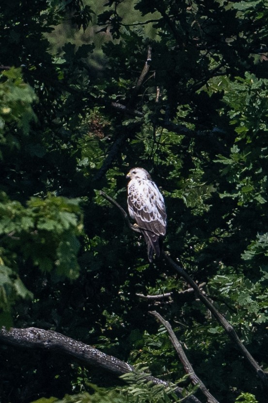 Common Buzzard - ML586932601