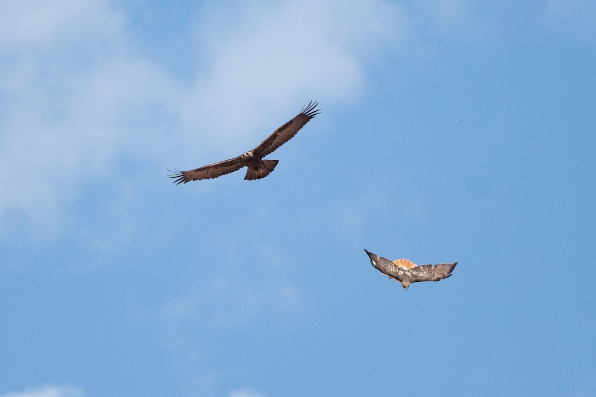 Red-tailed Hawk - ML586933581