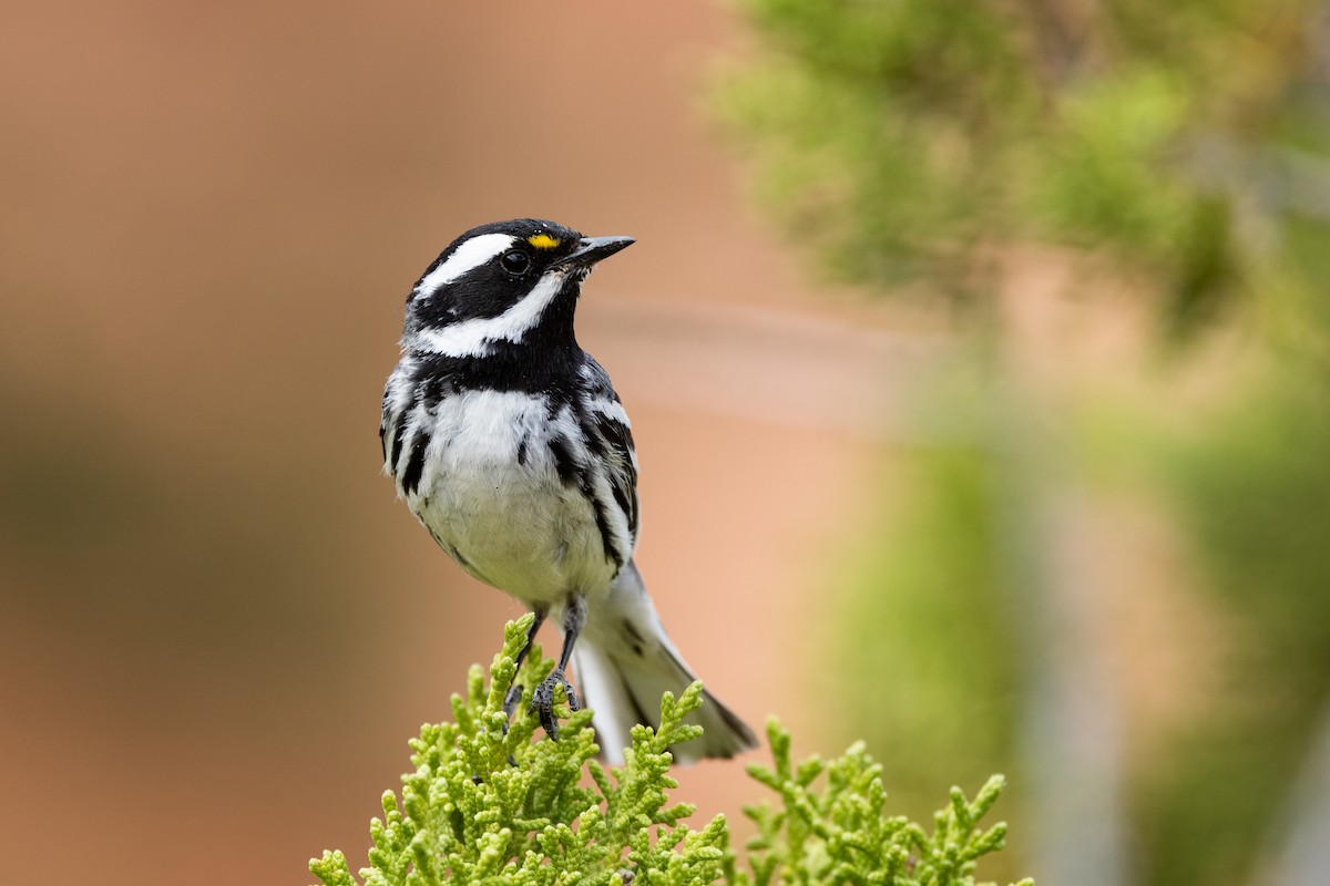 Black-throated Gray Warbler - ML586933771