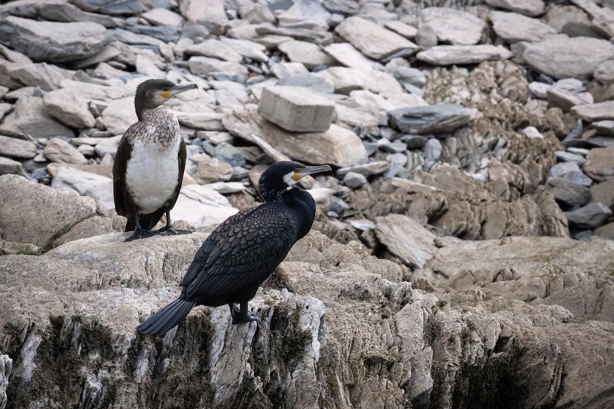 Great Cormorant - ML586933781