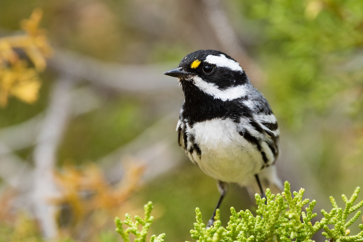 Black-throated Gray Warbler - ML586933801