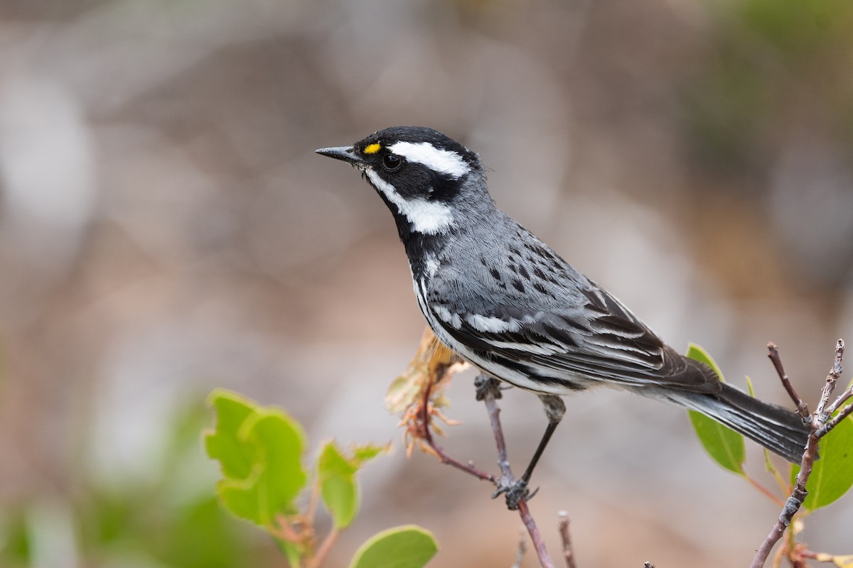 Black-throated Gray Warbler - ML586933811