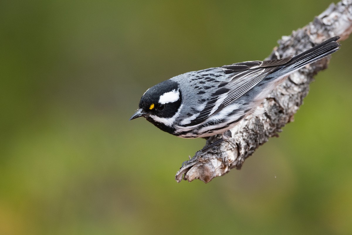 Black-throated Gray Warbler - ML586933831