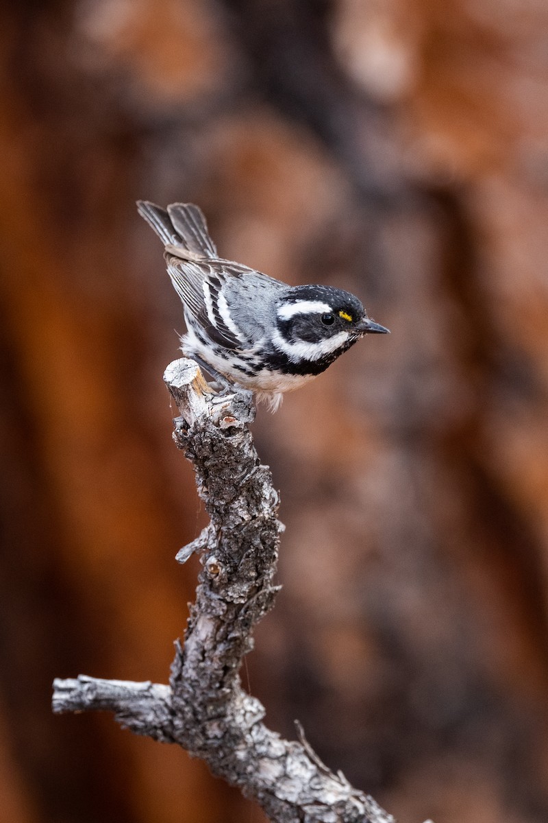 Black-throated Gray Warbler - ML586933841