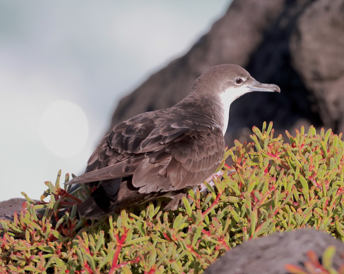 Galapagos Shearwater (Light-winged) - ML586934011