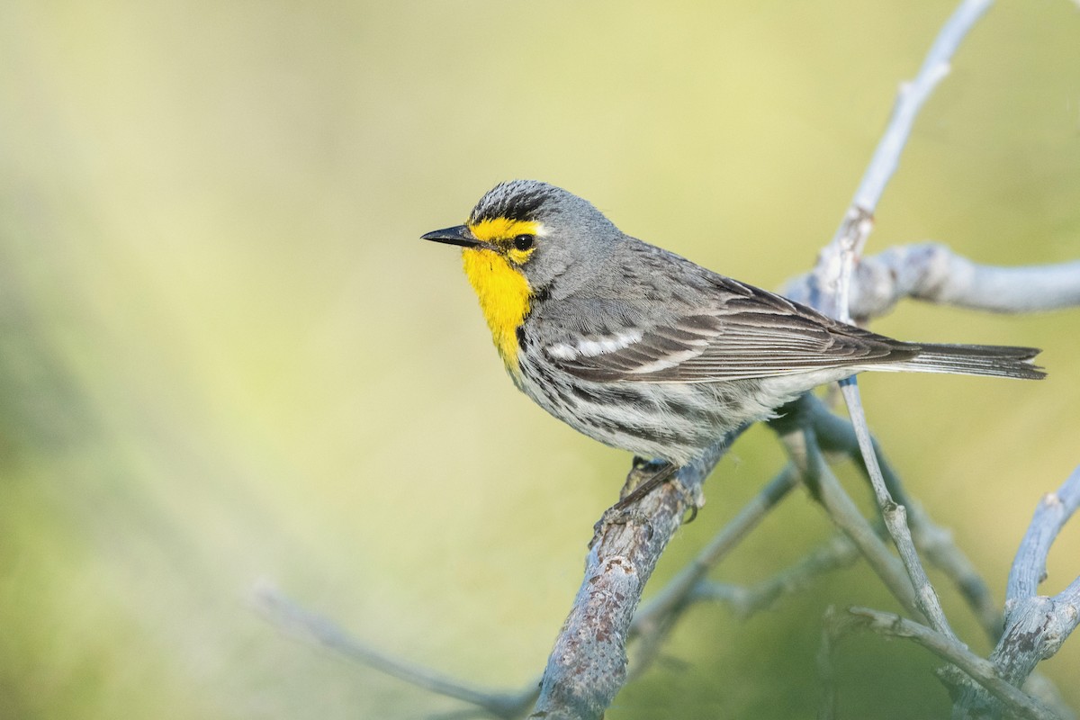 ML586934161 - Grace's Warbler - Macaulay Library