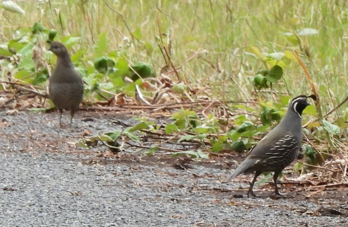 California Quail - ML586935761