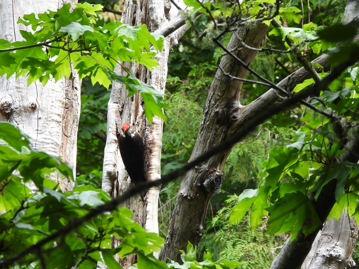 Pileated Woodpecker - ML586935781