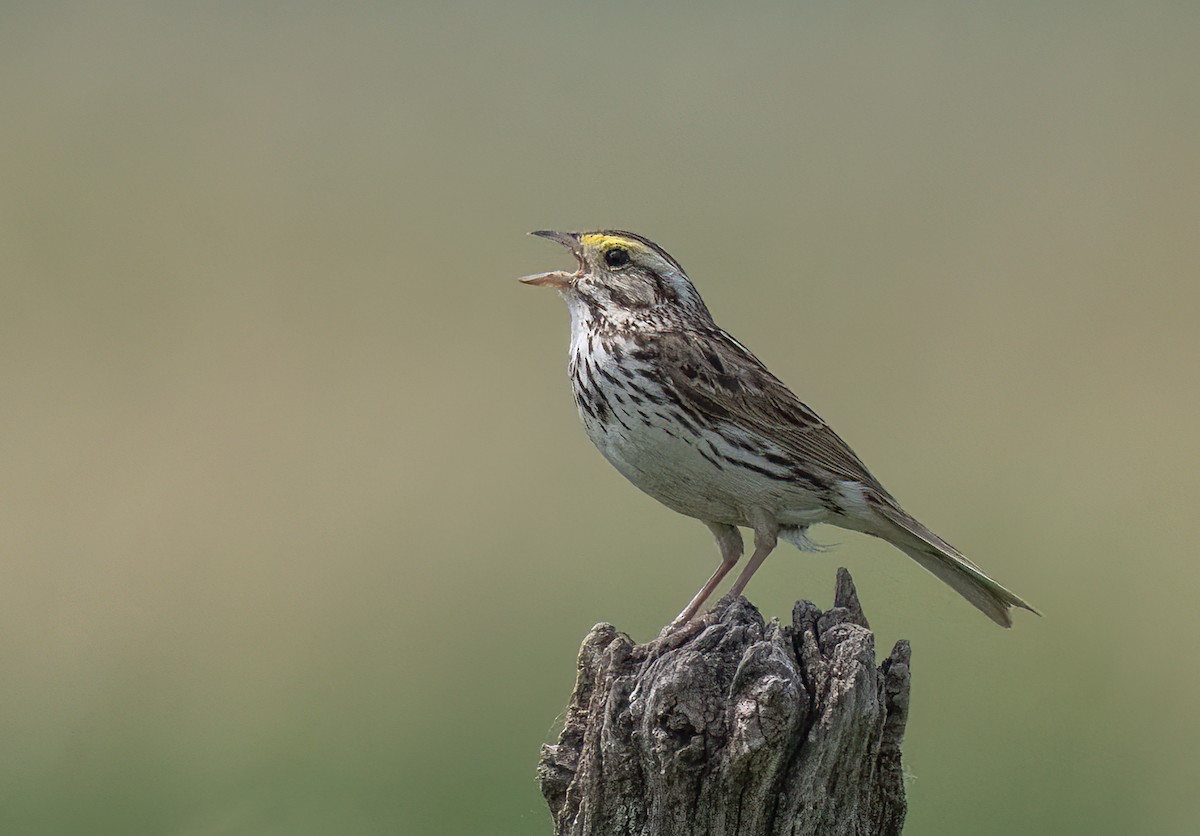 Savannah Sparrow - ML586936831