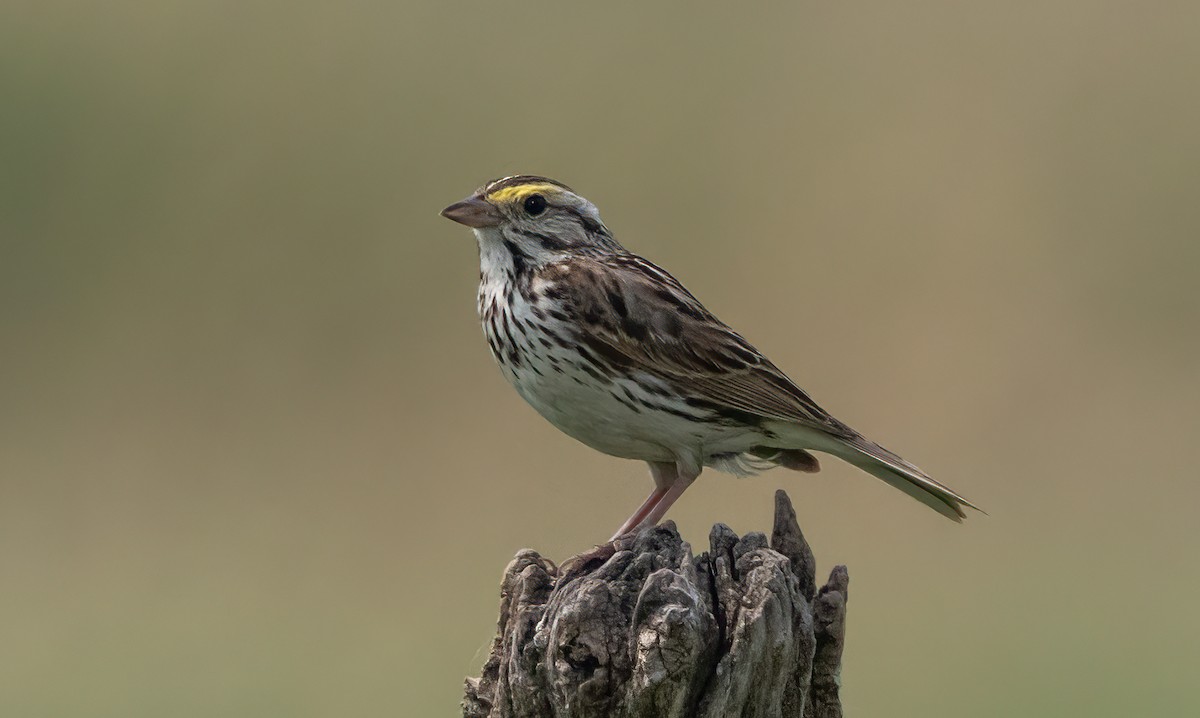 Savannah Sparrow - ML586936851