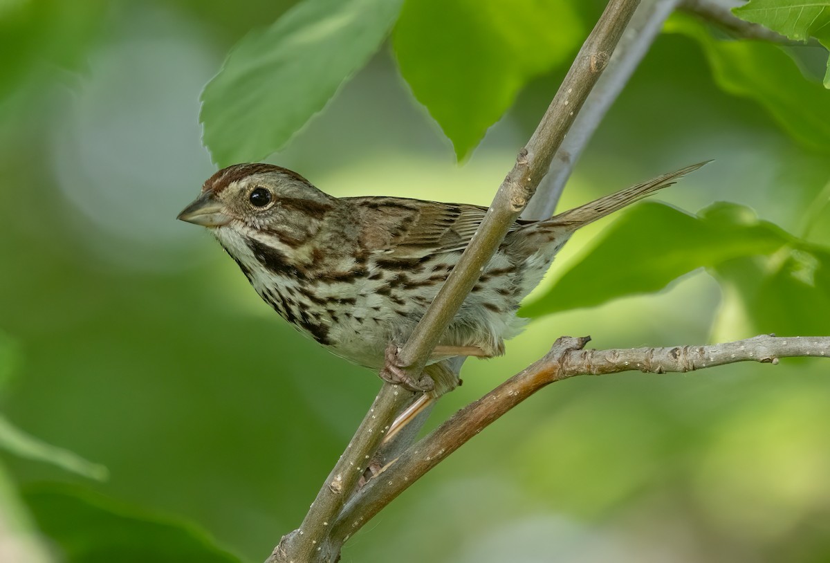 Song Sparrow - ML586937741