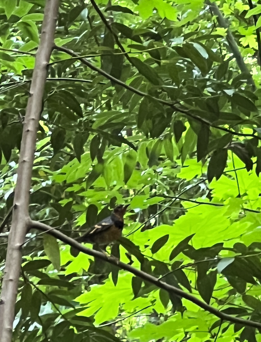 Varied Thrush - ML586938251