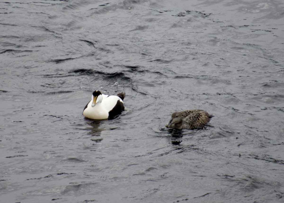 Common Eider - ML586938841