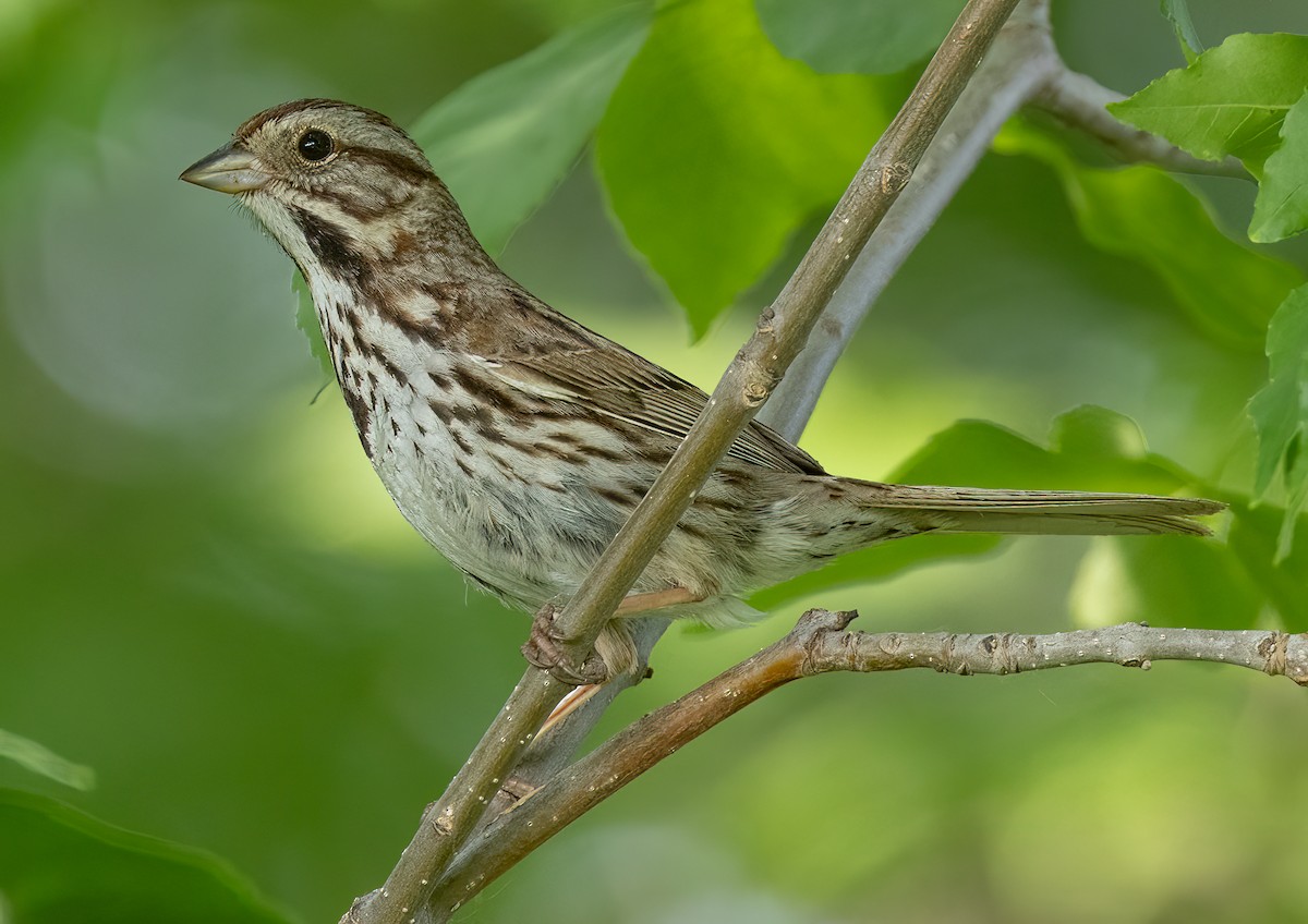 Song Sparrow - ML586938881