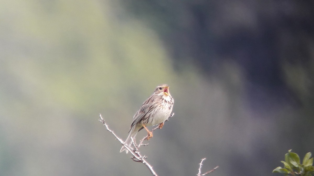 Corn Bunting - ML58693911