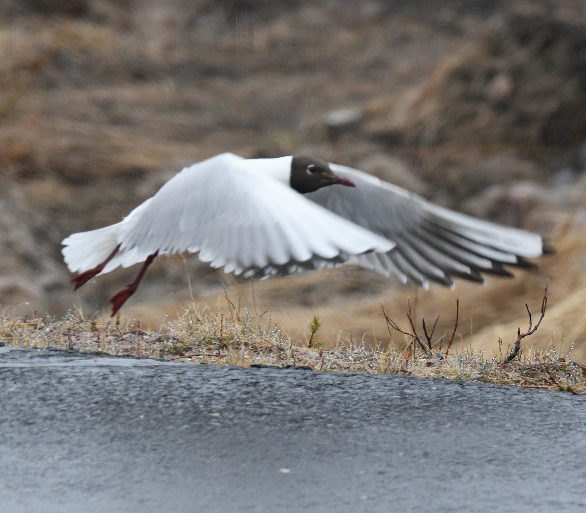 Black-headed Gull - Daniel Murphy