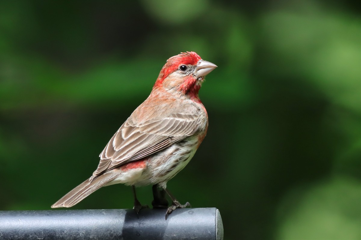 House Finch - ML586941641