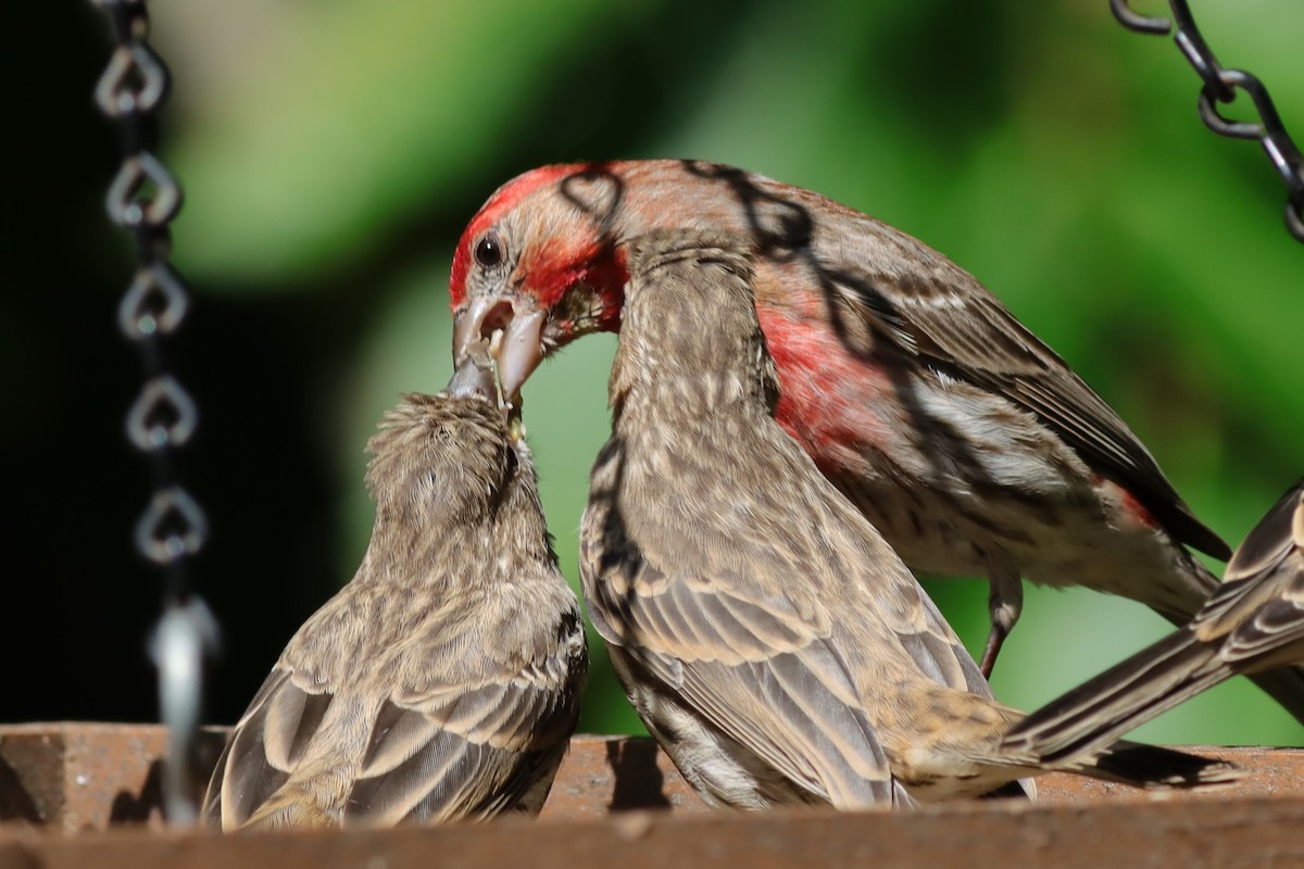 House Finch - ML586941661