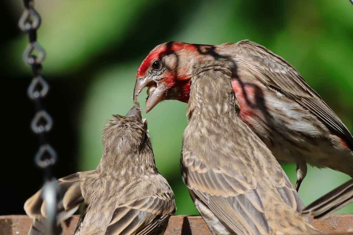 House Finch - ML586941681