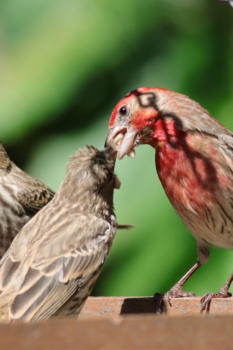 House Finch - ML586941691