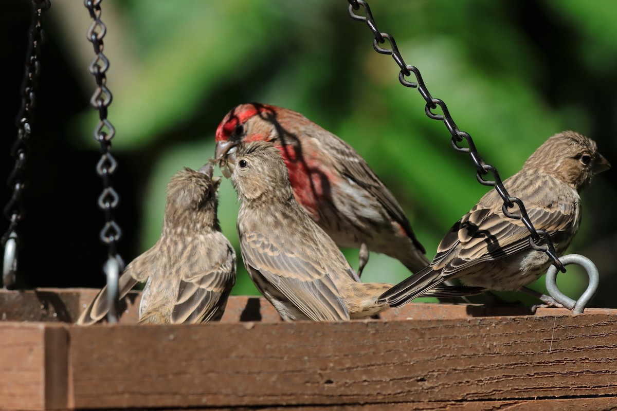 House Finch - ML586941701